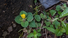 Lysimachia ravenii
