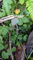 Lysimachia ravenii