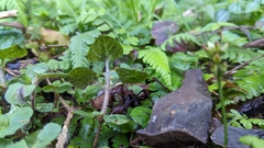 Lysimachia ravenii