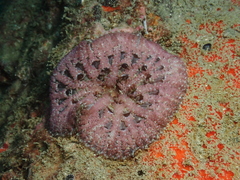 Stichodactyla tapetum