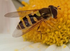 Syrphus rectus