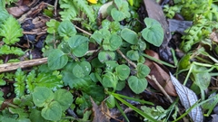 Lysimachia ravenii