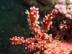 Astrogorgia sinensis