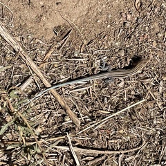 Aspidoscelis hyperythrus beldingi