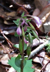 Triphora trianthophoros