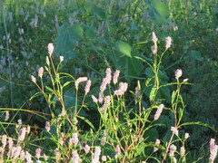 Persicaria bicornis