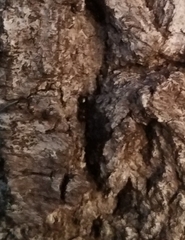 Brachymyrmex patagonicus