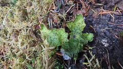 Peltigera aphthosa