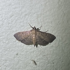 Herpetogramma semilaniata