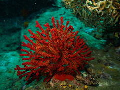 Astrogorgia sinensis