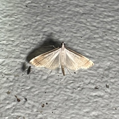 Blepharomastix saurialis