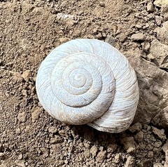 Oreohelix