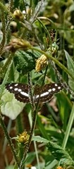 Janatella fellula