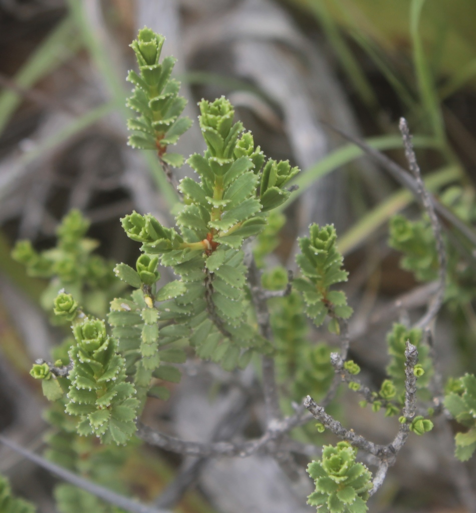 Mortonia scaberrima