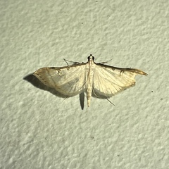 Blepharomastix colubralis