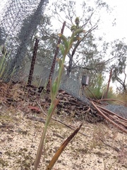 Calochilus campestris