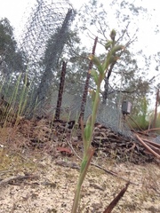 Calochilus campestris