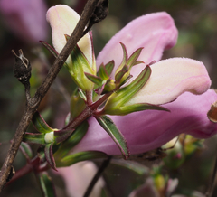 Lamourouxia dasyantha