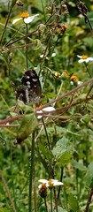 Janatella fellula