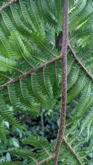 Alsophila loheri