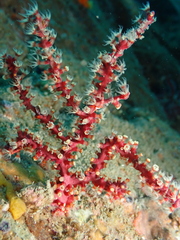 Astrogorgia sinensis