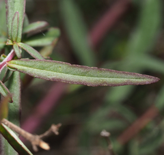 Lamourouxia dasyantha