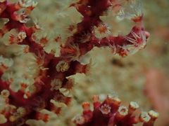 Astrogorgia sinensis