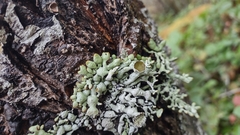 Hypogymnia imshaugii
