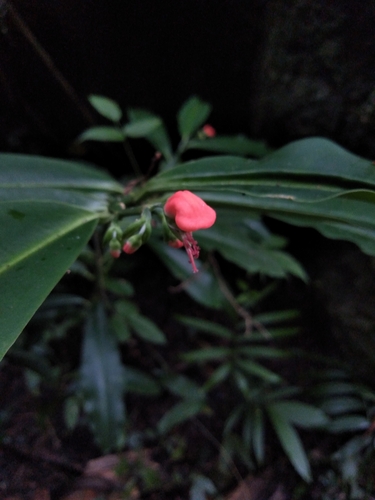 Euphorbia finkii