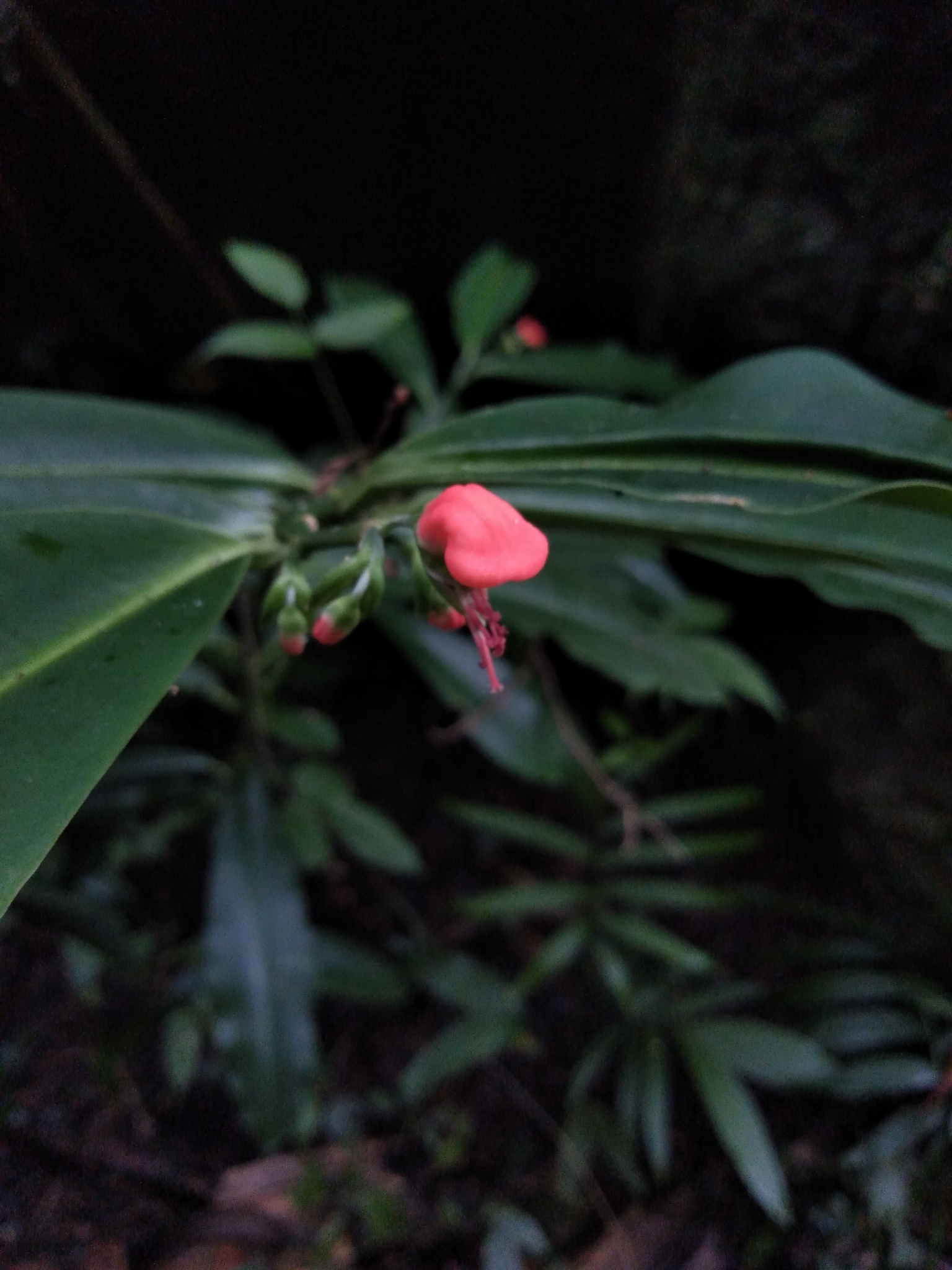 Euphorbia finkii