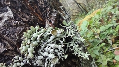 Hypogymnia imshaugii