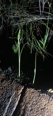 Microtis parviflora