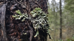 Hypogymnia imshaugii