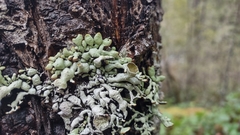 Hypogymnia imshaugii