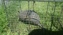 Dasypus novemcinctus