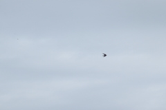 Hirundo rustica
