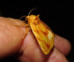 Cirrhophanus triangulifer