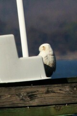 Bubo scandiacus