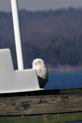 Bubo scandiacus