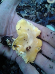 Cantharellus pallens