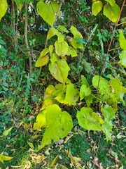 Catalpa bignonioides