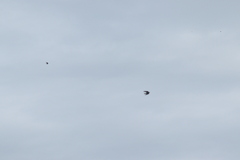 Hirundo rustica