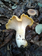 Cantharellus pallens