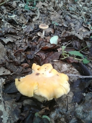 Cantharellus pallens