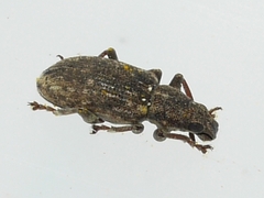 Sitona cylindricollis