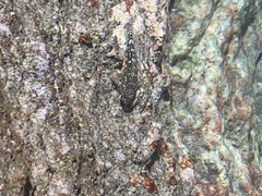 Bathygobius soporator