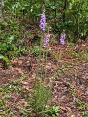 Liatris chapmanii