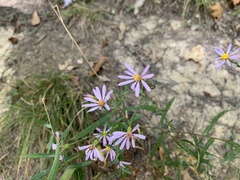 Symphyotrichum laeve concinnum