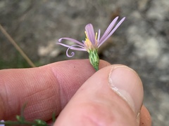 Symphyotrichum laeve concinnum