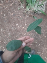 Chrysophyllum mexicanum